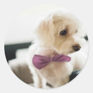 Puppy With a Bow Tie Classic Round Sticker
