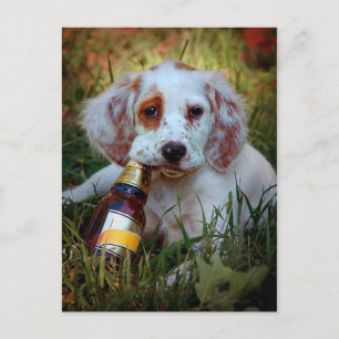 Puppy With Beer Bottle Postcard