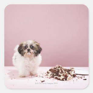 Puppy with cake on floor square sticker