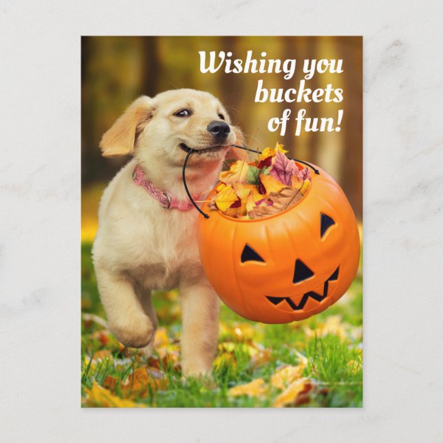 Puppy With Pumpkin Bucket Invitation Postcard (Front)