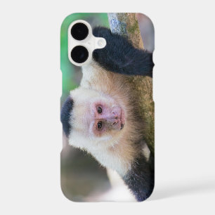 Pura vida for White-faced capuchin monkey