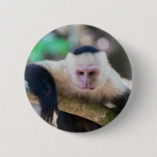 Pura vida for White-faced capuchin monkey 6 Cm Round Badge