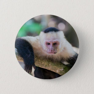 Pura vida for White-faced capuchin monkey 6 Cm Round Badge