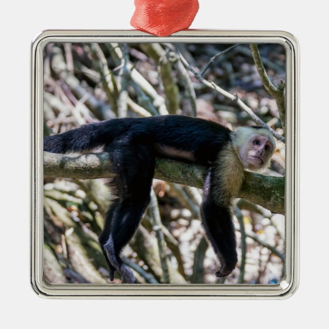 Pura vida for White-faced capuchin monkey Metal Ornament (Front)