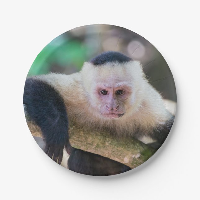 Pura vida for White-faced capuchin monkey Paper Plate (Front)