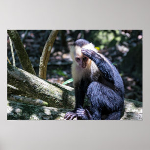 Pura vida for White-faced capuchin monkey Poster