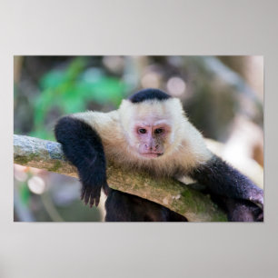 Pura vida for White-faced capuchin monkey Poster
