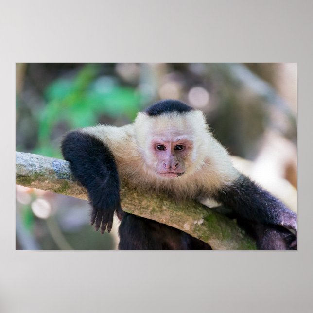 Pura vida for White-faced capuchin monkey Poster (Front)