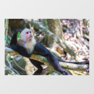 Pura vida for White headed capuchin monkey