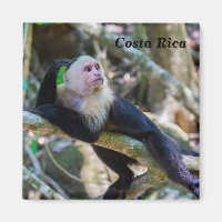 Pura vida for White headed capuchin monkey