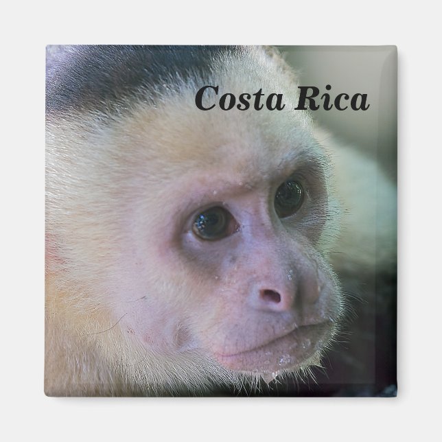Pura vida for White headed capuchin monkey Magnet (Front)