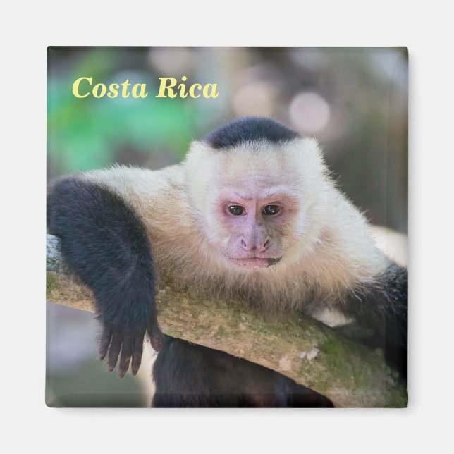 Pura vida for White headed capuchin monkey Magnet (Front)