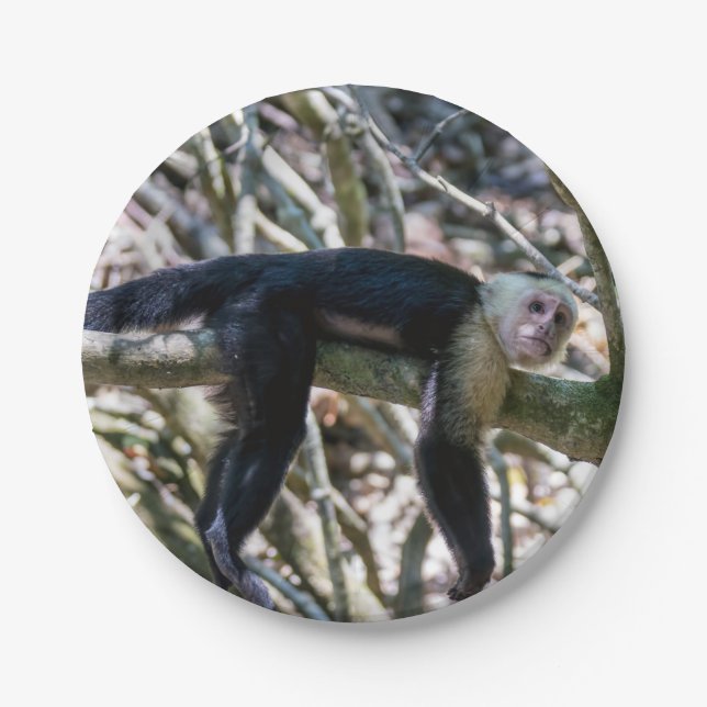Pura vida for White headed capuchin monkey Paper Plate (Front)