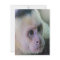 Pura vida for White headed capuchin monkey