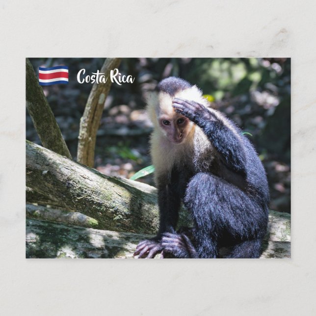Pura vida for White headed capuchin monkey Postcard (Front)