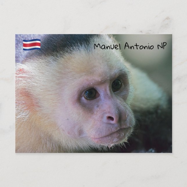 Pura vida for White headed capuchin monkey Postcard (Front)