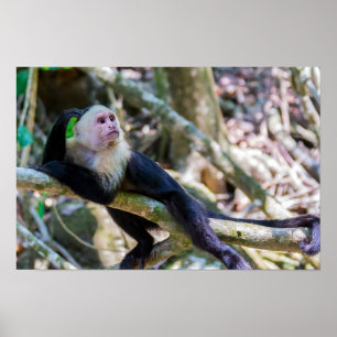 Pura vida for White headed capuchin monkey Poster