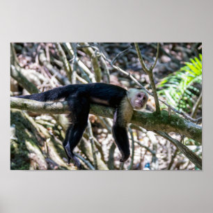 Pura vida for White headed capuchin monkey Poster