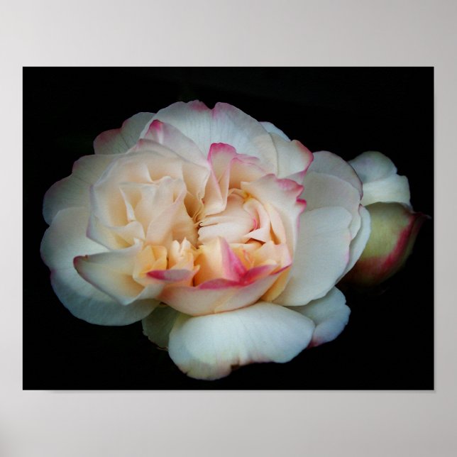 Pure Bliss Rose Poster (Front)