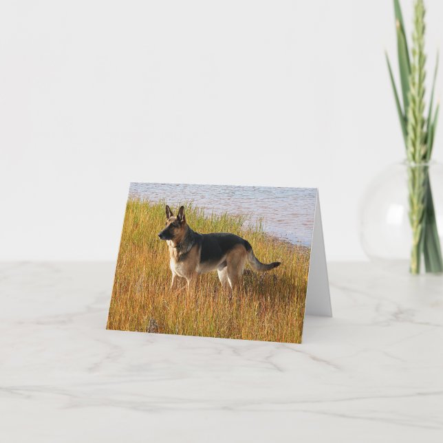 Pure Bred German Shepherd Photo on Note Card (Front)