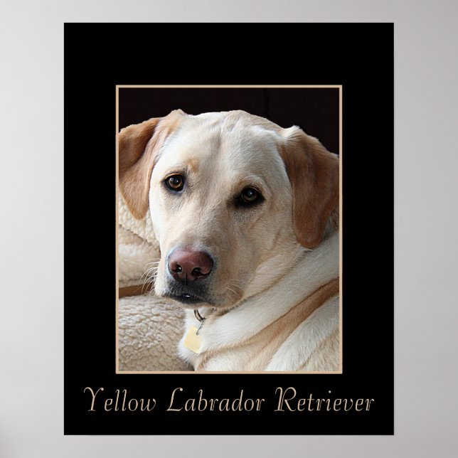 Pure Bred Yellow Labrador Retriever Poster (Front)