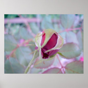 Pure Elegance Poster