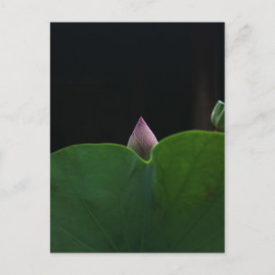 Pure Postcard