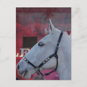 pure white horse with black bridle and red flowers postcard