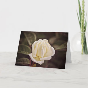 Pure White Rose Art Note Card