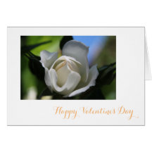 Pure white rose flower happy Valentine's