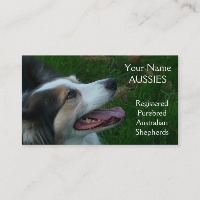Purebred Black Tricolor Aussie  Business Card (Front)