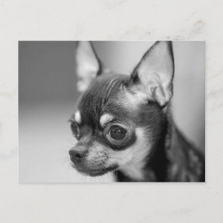 Purebred Chiwawa Puppy Postcard