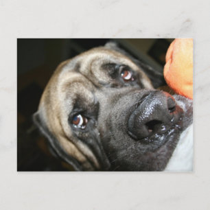Purebred English Mastiff Photo Postcard