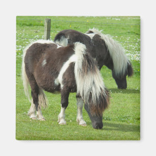 Purebred Shetland Paint Ponies Magnet