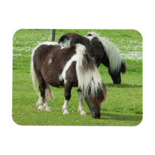 Purebred Shetland Paint Ponies Magnet