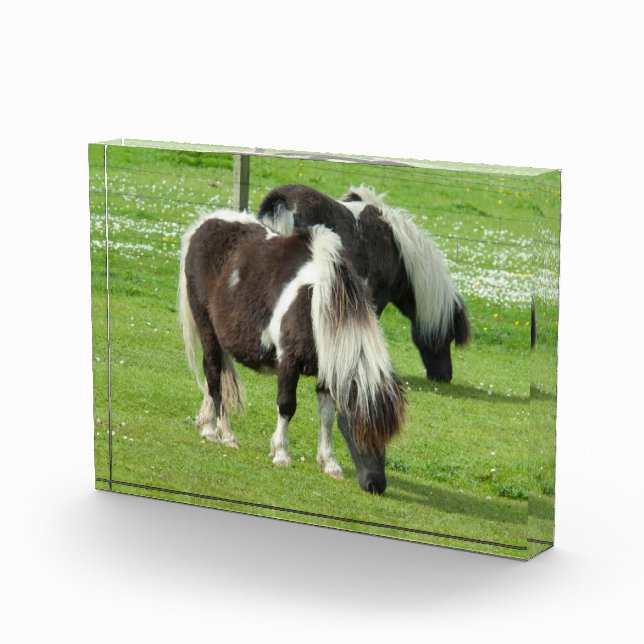Purebred Shetland Paint Ponies Photo Block (Right)