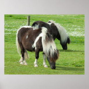 Purebred Shetland Paint Ponies Poster