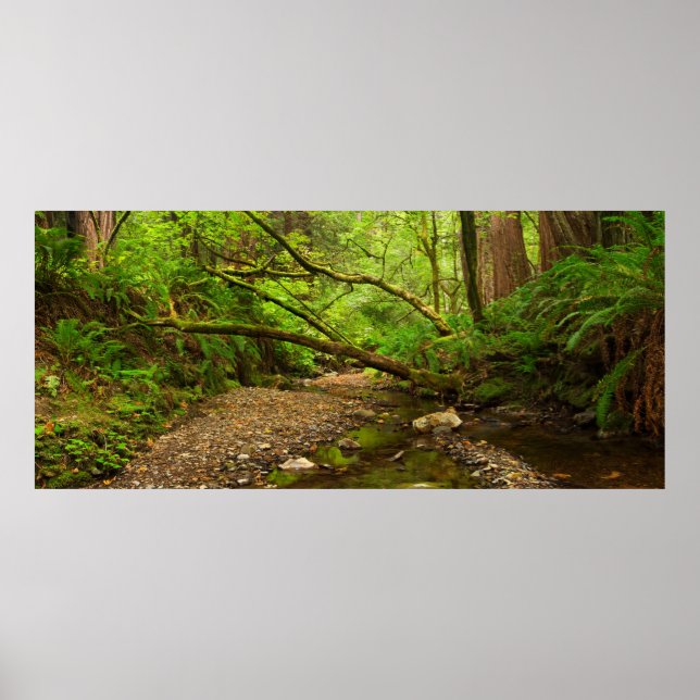 Purisima Creek Redwoods, California Poster (Front)