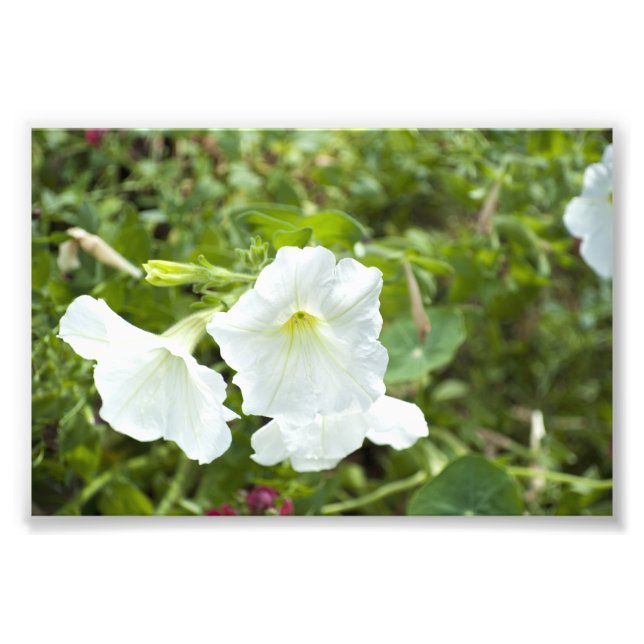 Purity in Bright Photo Print (Front)