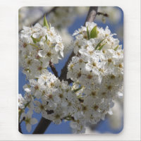 Purity
