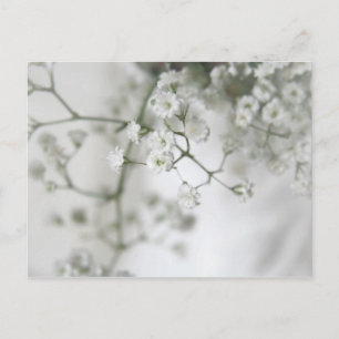 Purity Postcard