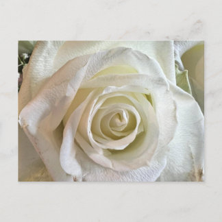 Purity White Rose Postcard