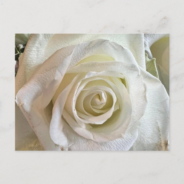 Purity White Rose Postcard (Front)