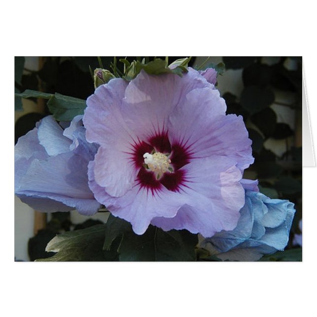 Purple (Front Horizontal)