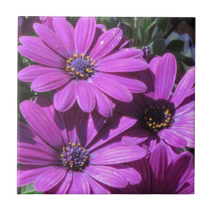 Purple African Daisies Ceramic Tile