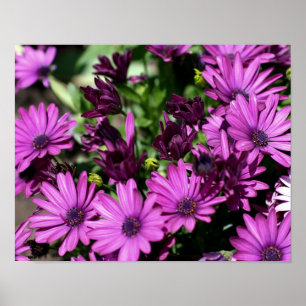 Purple African Daisies Flower Poster