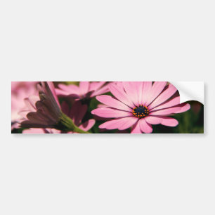 Purple African Daisy Bumper Sticker