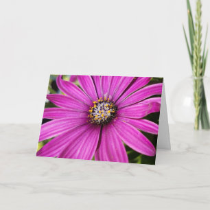 Purple African Daisy Close-Up Photo Card