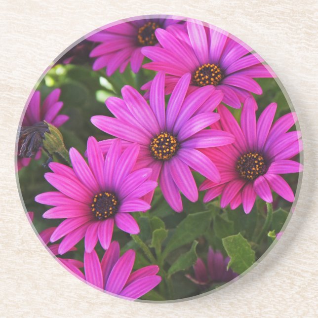 Purple African Daisy Coaster (Front)