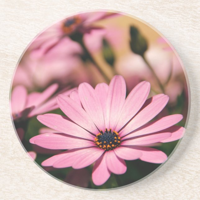 Purple African Daisy Coaster (Front)